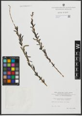 Foto von Salix purpurea L. x Salix viminalis L.